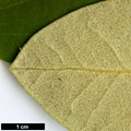 SpeciesSub: subsp. aureodorsale